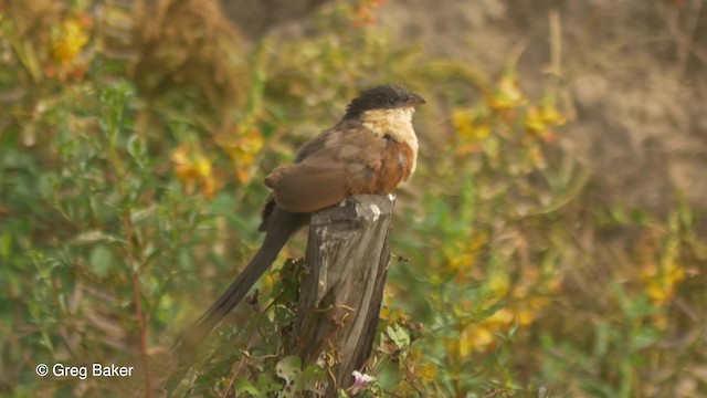 Senegal Coucal - ML201836671