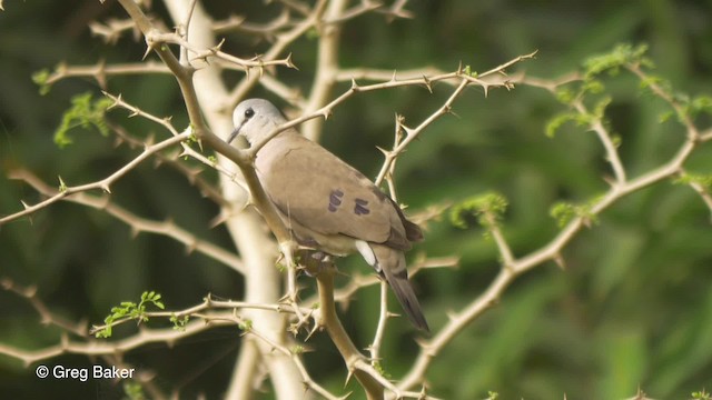 Blue-spotted Wood-Dove - ML201836681