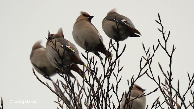 Bohemian Waxwing - ML201836701