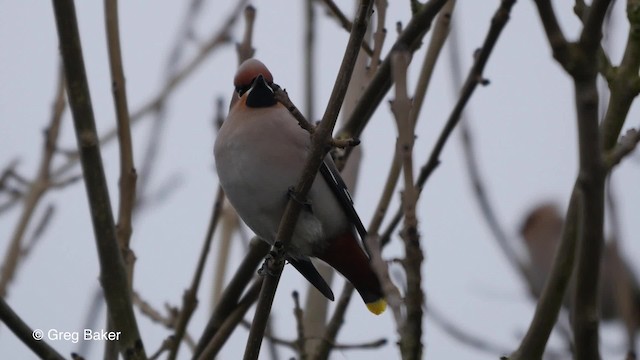 Bohemian Waxwing - ML201836711