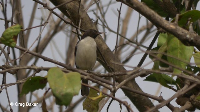 スミレコバシタイヨウチョウ（longuemarei／haussarum） - ML201836771