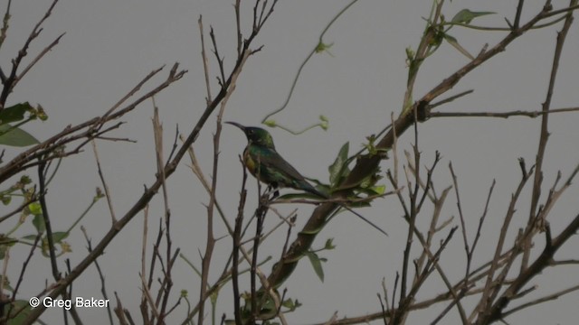 strdimil nádherný (ssp. pulchellus) - ML201836781