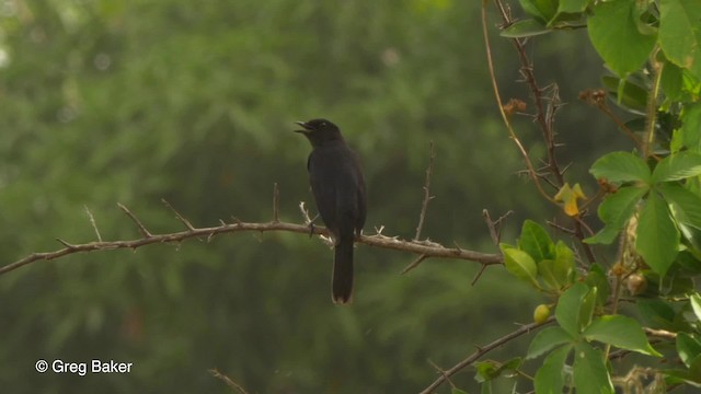 Northern Black-Flycatcher - ML201836801