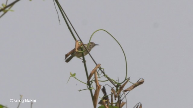 Prinia Modesta - ML201836811