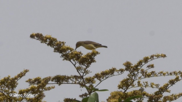 Variable Sunbird (Yellow-bellied) - ML201836821