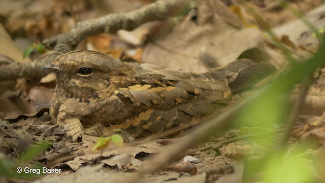 Long-tailed Nightjar - ML201836841