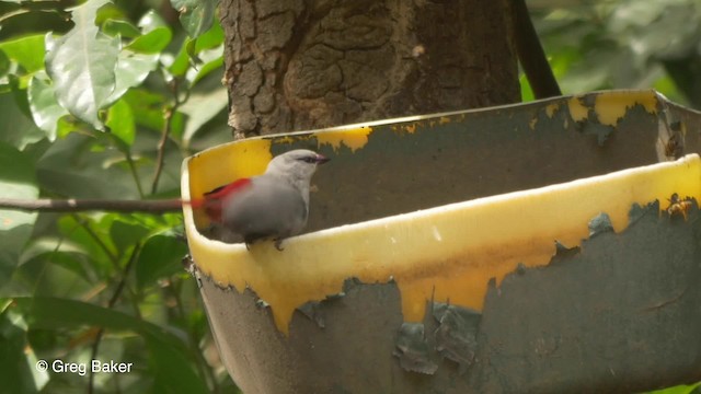 Lavender Waxbill - ML201836861