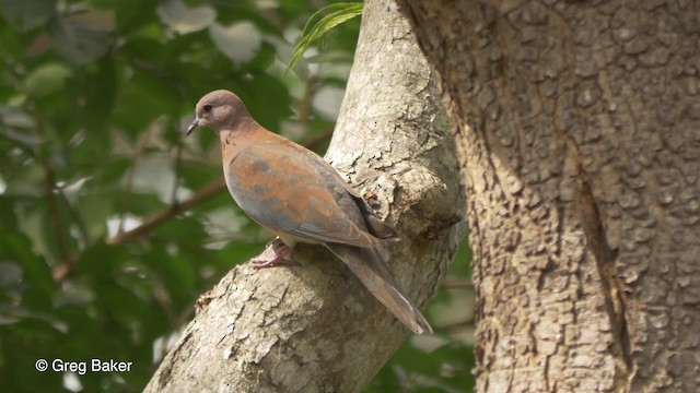 Laughing Dove - ML201836871