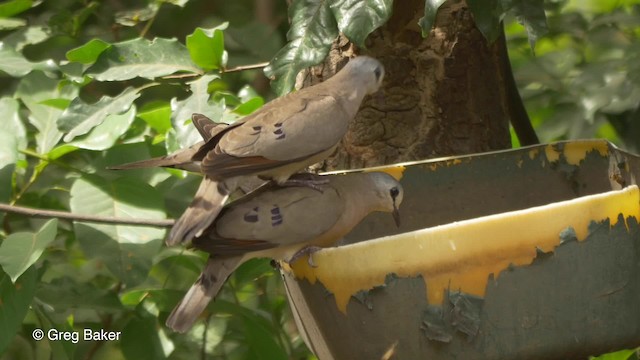 Black-billed Wood-Dove - ML201836881