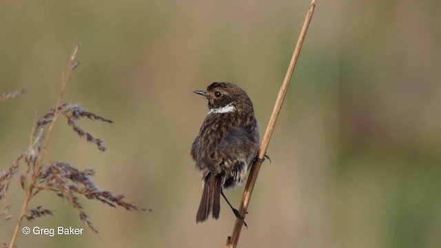 European Stonechat - ML201836901