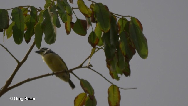 Barbion à front jaune - ML201836921