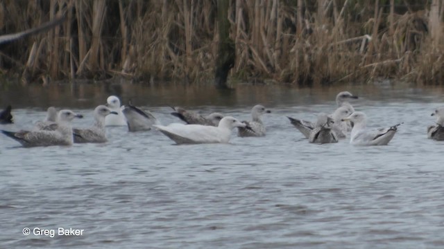 Glaucous Gull - ML201836961