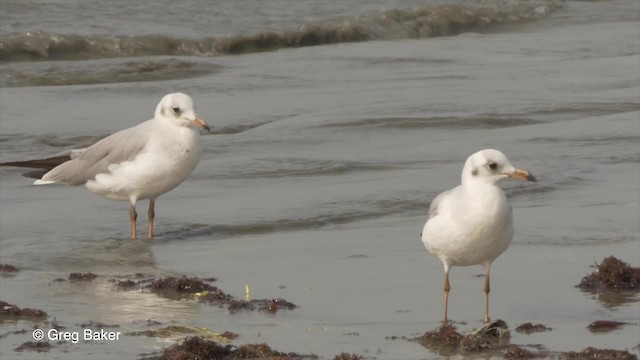 Gaviota Cabecigrís - ML201836971