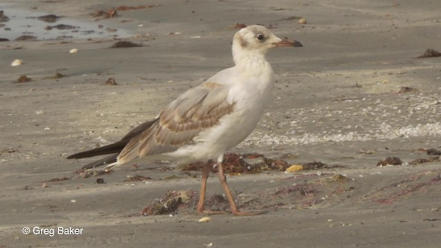 Gray-hooded Gull - ML201836981