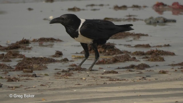 Pied Crow - ML201836991