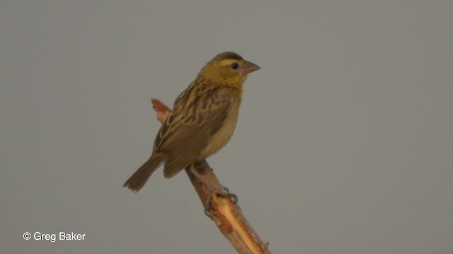 Northern Red Bishop - ML201837011