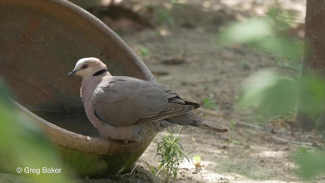 Red-eyed Dove - ML201837061