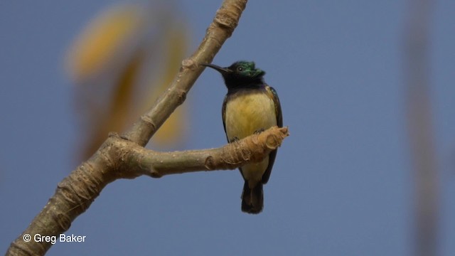 カワリタイヨウチョウ（venustus グループ） - ML201837071