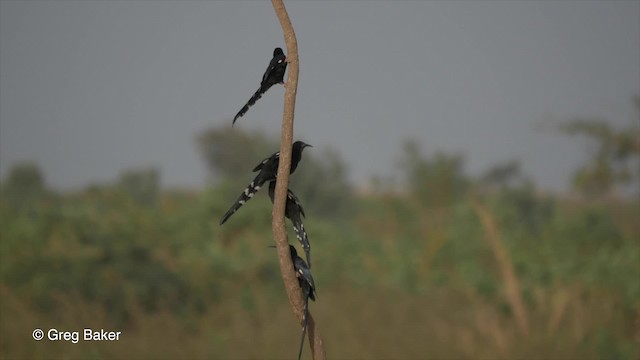 Green Woodhoopoe - ML201837101