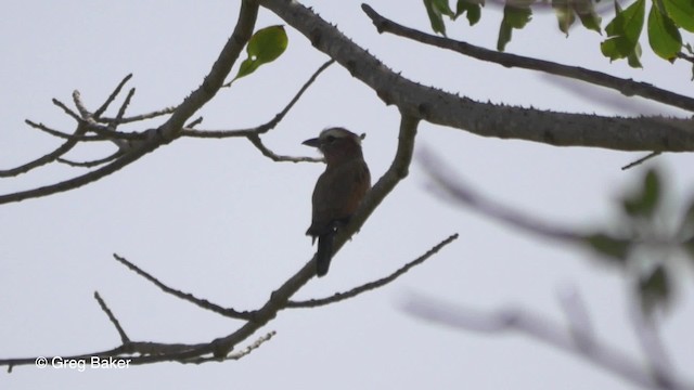 Purple Roller - ML201837131