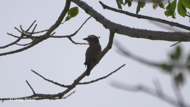 Rufous-crowned Roller - ML201837131