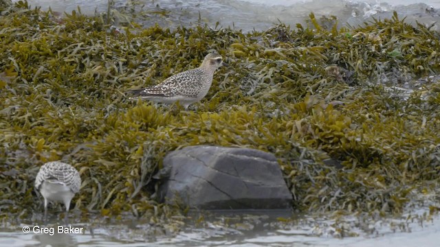 Amerika Altın Yağmurcunu - ML201837151
