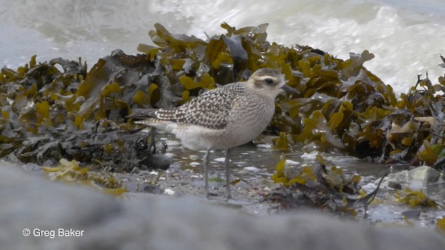 Amerika Altın Yağmurcunu - ML201837161