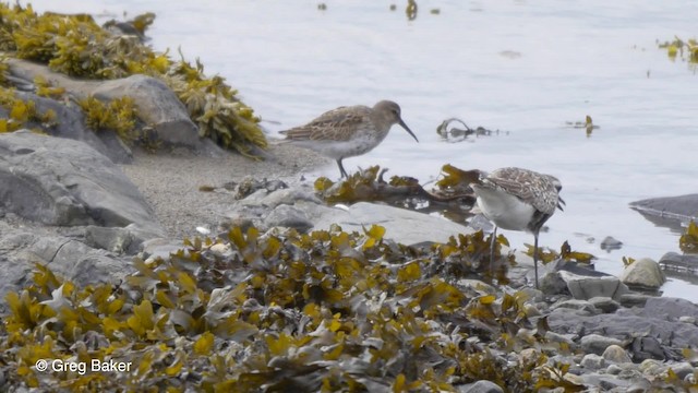 Kara Karınlı Kumkuşu - ML201837171