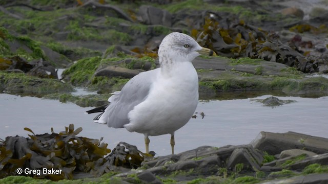 Ring-billed Gull - ML201837181