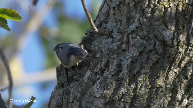 Beyaz Göğüslü Sıvacı (carolinensis) - ML201837291