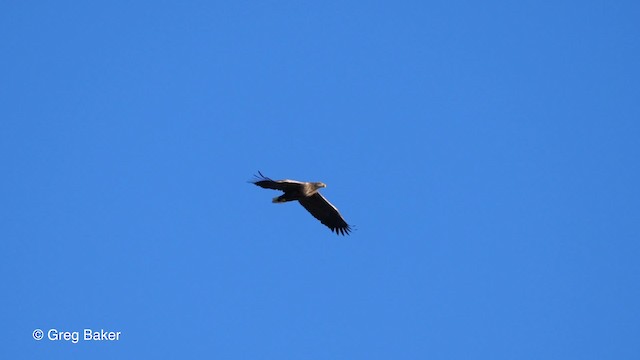 White-tailed Eagle - ML201837341