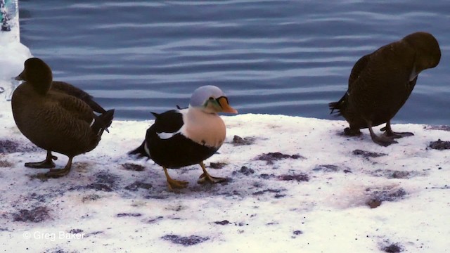 King Eider - ML201837391