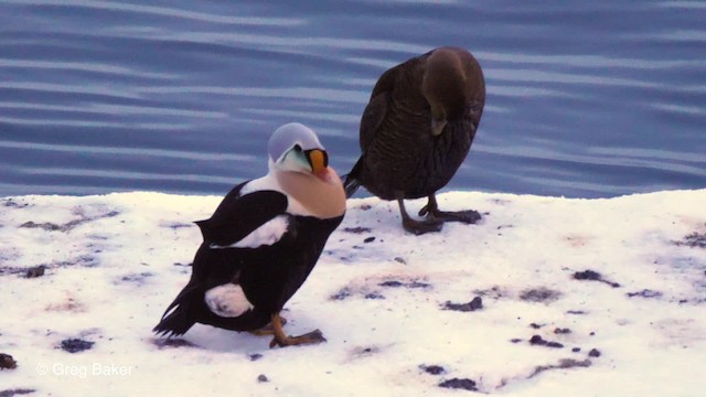 King Eider - ML201837401