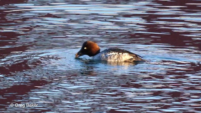 Common Goldeneye - ML201837481