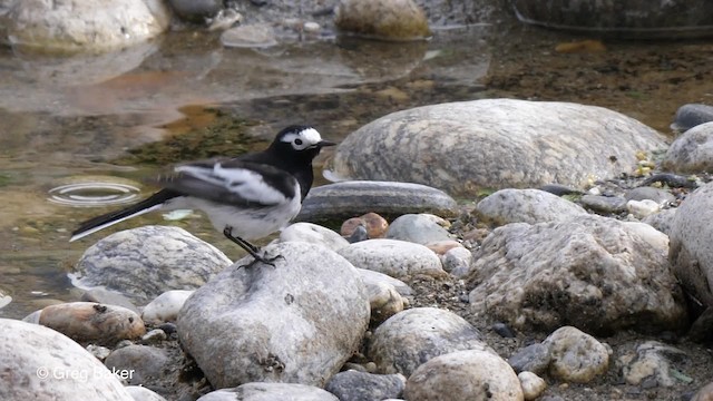 White Wagtail (Hodgson's) - ML201837591