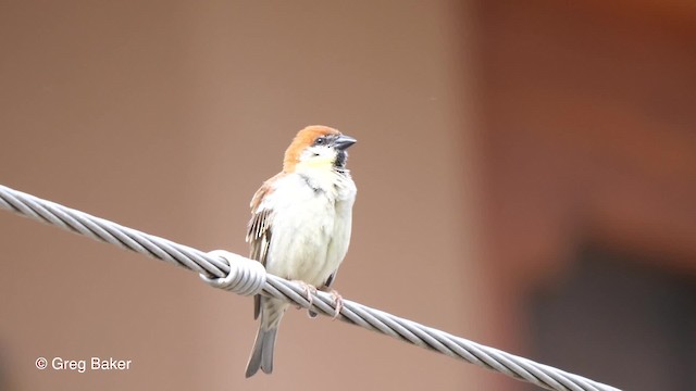 Russet Sparrow - ML201837611