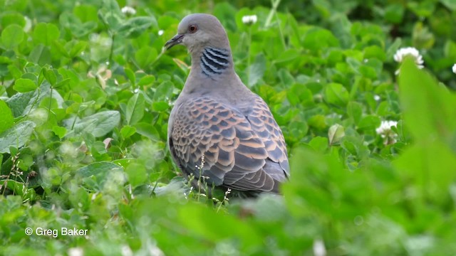 Oriental Turtle-Dove - ML201837631