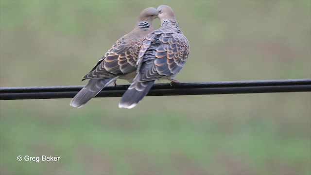 Oriental Turtle-Dove - ML201837661