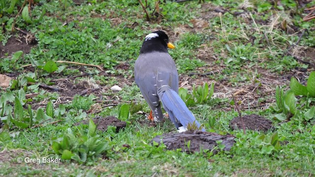 Yellow-billed Blue-Magpie - ML201837711