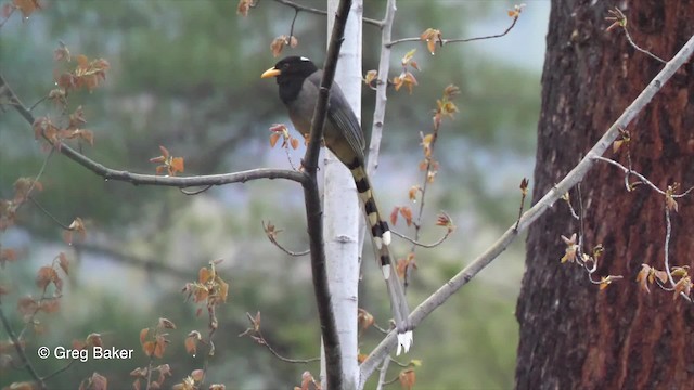 Yellow-billed Blue-Magpie - ML201837721