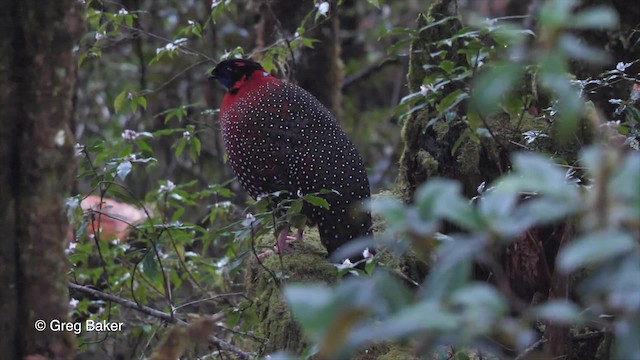 Tragopan satyre - ML201837731