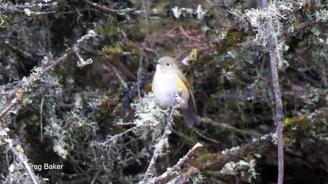 Himalayan Bluetail - ML201837751