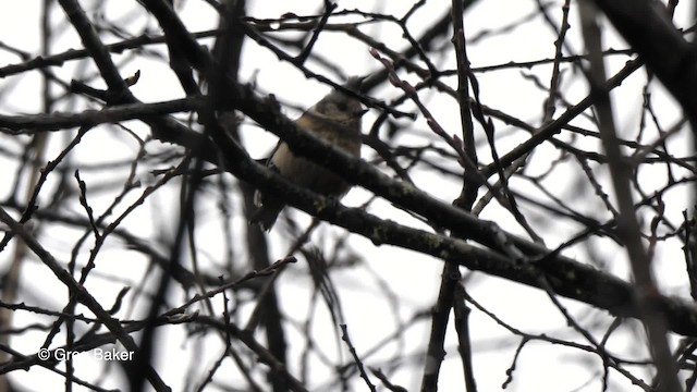 Gray-crested Tit - ML201837801