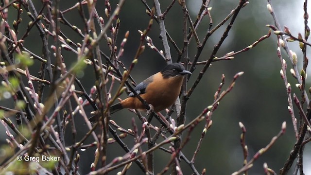 Rufous Sibia - ML201837811
