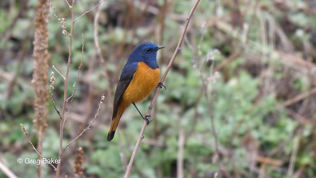 Blue-fronted Redstart - ML201837841
