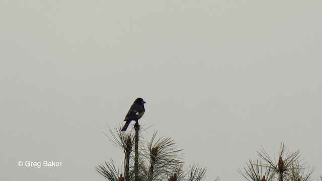 White-winged Grosbeak - ML201837851