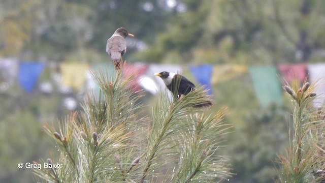 White-collared Blackbird - ML201837861