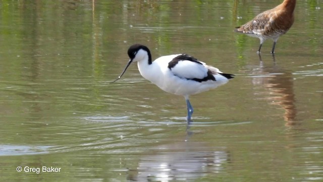 Pied Avocet - ML201837871