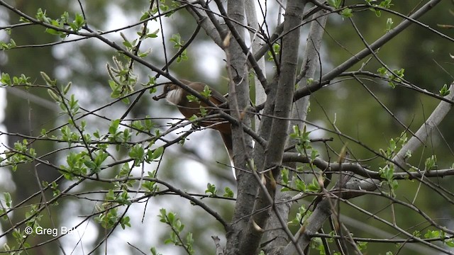 White-throated Laughingthrush - ML201837891