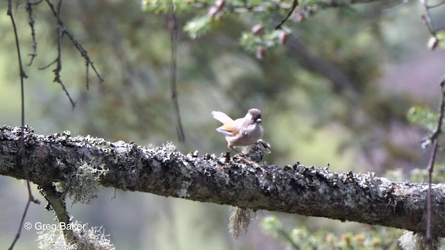 Fulvetta de Hodgson - ML201837901